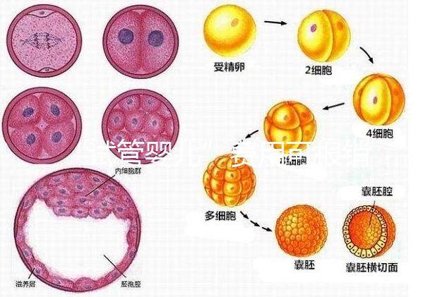 “試管嬰兒”費用可報銷！11月1日起，患者可在柳人醫享受新政迎“好孕”