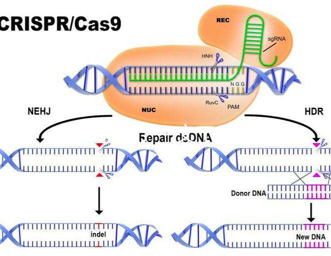 真?zhèn)坞y辨？一文了解林卡爾真假辨別7大方法