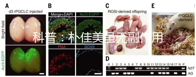 科普：樸佳美雖無副作用，但也不能和同類型藥品同吃