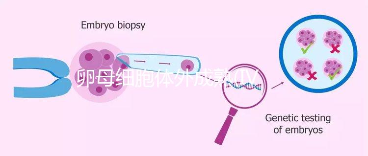 卵母細胞體外成熟(IVM)科普，不熟卵子未完的緣分