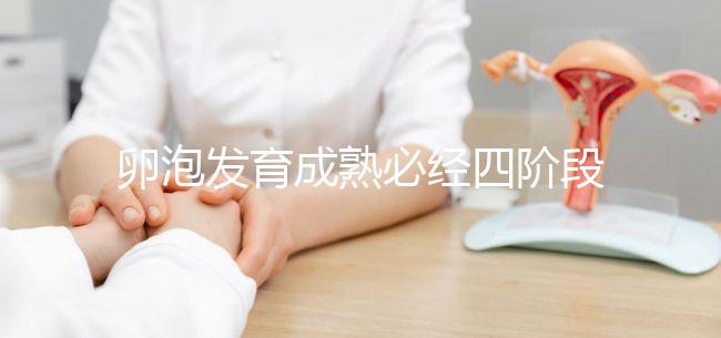 卵泡發育成熟必經四階段，不同時期都可能出現閉鎖卵泡