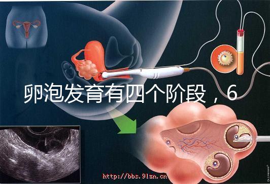 卵泡發育有四個階段，6種常見食物可促進卵泡發育