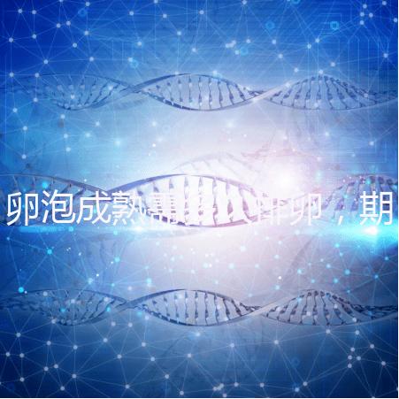 卵泡成熟需多久排卵，期間如何護理可提高受孕率