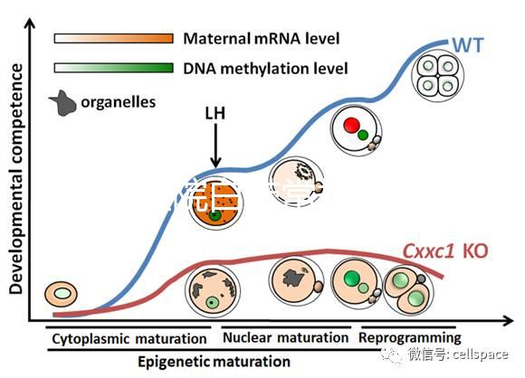 華西醫(yī)院白帶常規(guī)費(fèi)用真心貴，事后不憑醫(yī)保報(bào)銷虧大發(fā)