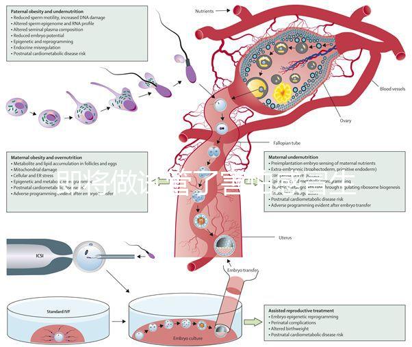 即將做試管了害怕感冒生病，這5招教你提高免疫力