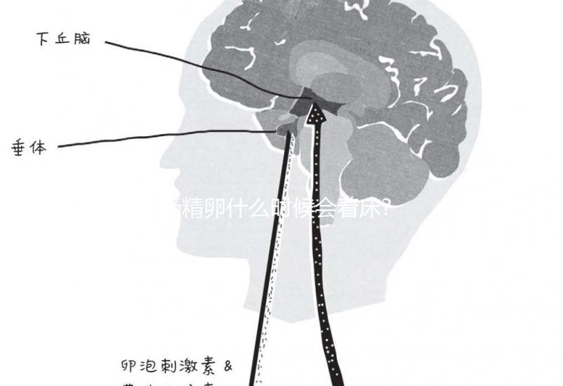 受精卵什么時候會著床?臨床經(jīng)驗:12天后著床幾率低