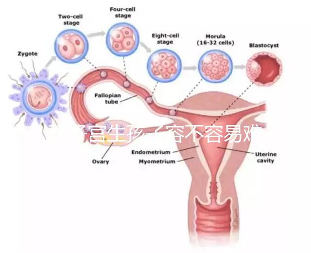 雙子宮生孩子容不容易難產看情況，注意這幾點也能順利抱娃