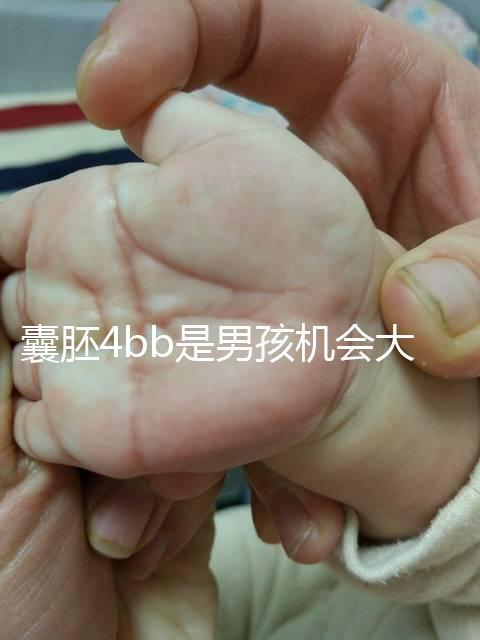 囊胚4bb是男孩機(jī)會大嗎？生男生女概率都只有50%