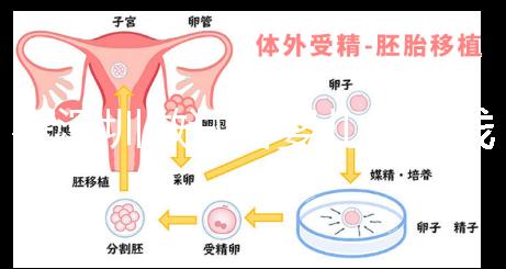 在深圳做試管嬰兒多少錢一次？各大醫(yī)院成功率及費(fèi)用看這里