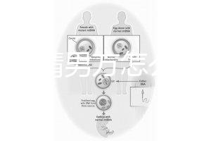 人工授精男方怎么取精？2種取精過程分別適合不同人群