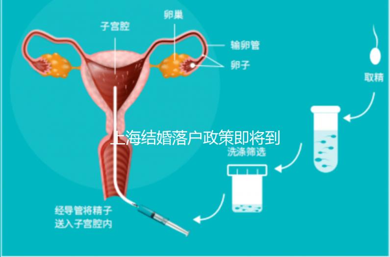 上海結婚落戶政策即將到來，包括2024年黃浦區詳細的戶籍流程