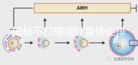 揭秘不打降調針直接促排的影響，是否妨礙懷孕一目了然