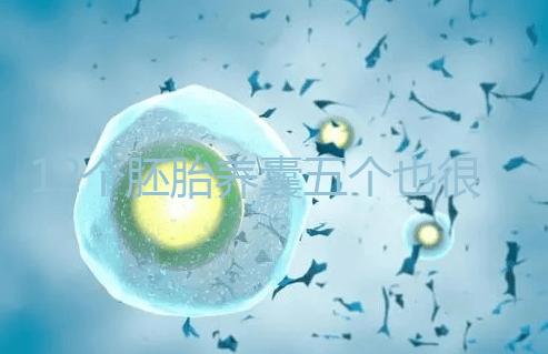 12個胚胎養(yǎng)囊五個也很正常，看完成功率就知所言非虛